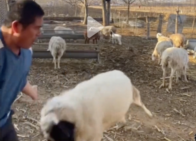 男子镜头前嗨舞被羊顶翻，羊：我忍你很久了