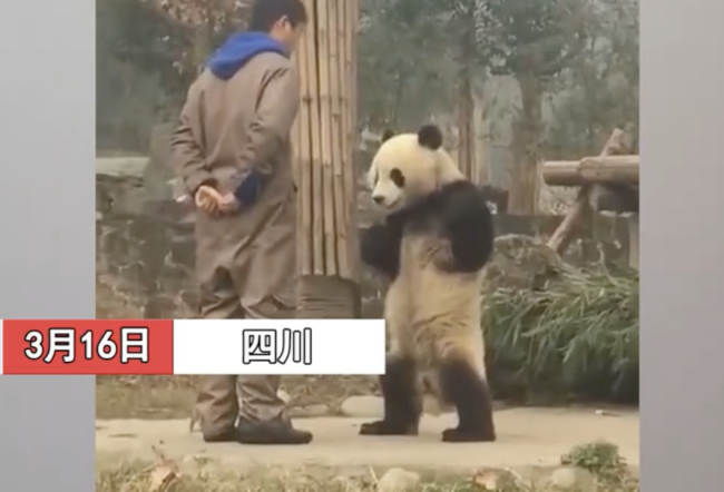 熊猫叉腰与饲养员“理论”  网友：这确定不是小孩子假扮的吗？