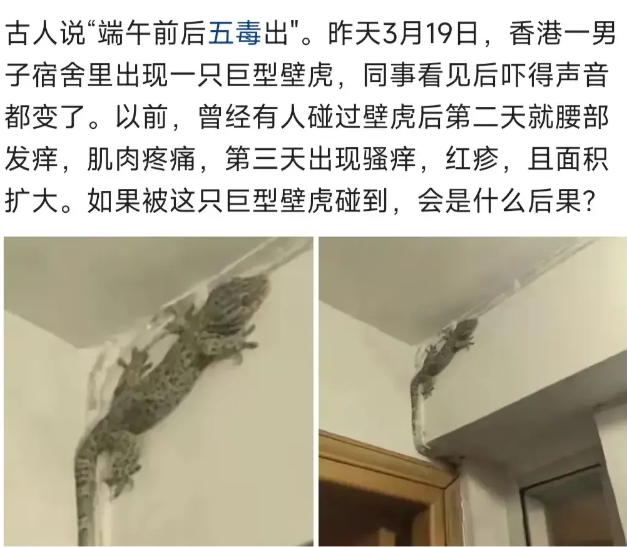 香港一宿舍惊现巨型壁虎
