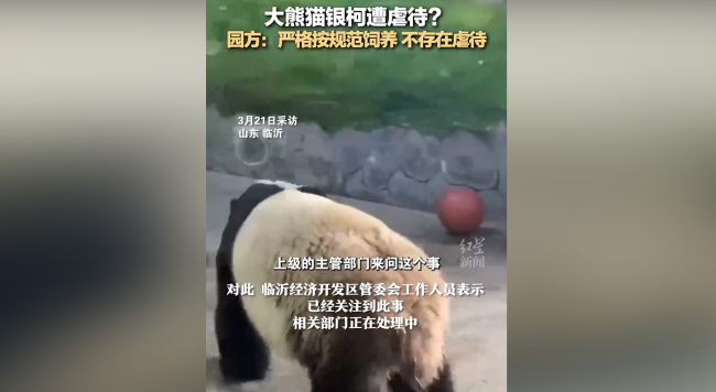 大熊猫银柯遭虐待？官方回应来了！