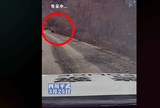 民警巡逻偶遇大熊猫路边发呆：“确认过眼神 遇到对的人！”