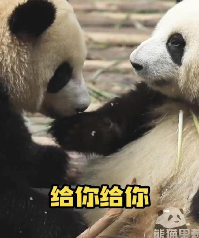 大熊猫花花火到国外 新晋“顶流女明星”实锤无疑无疑，爱了爱了！