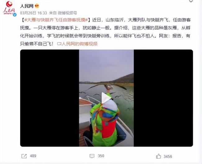 大雁齐飞任由游客抚摸 大雁：相对静止我也是懂的 