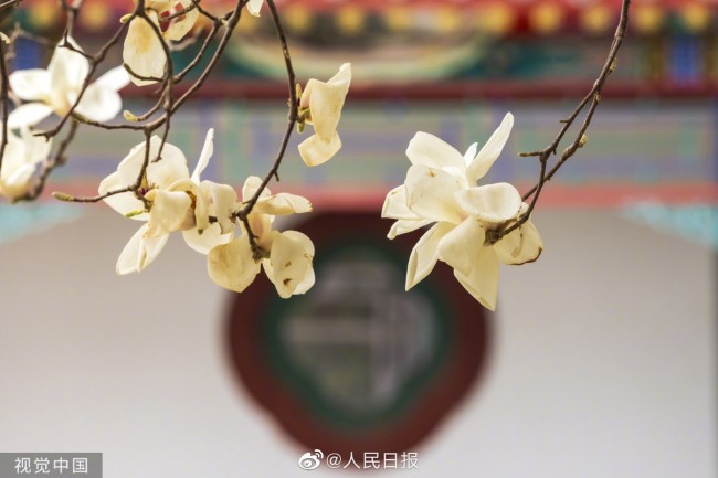 好看！玉兰花绽放有多美