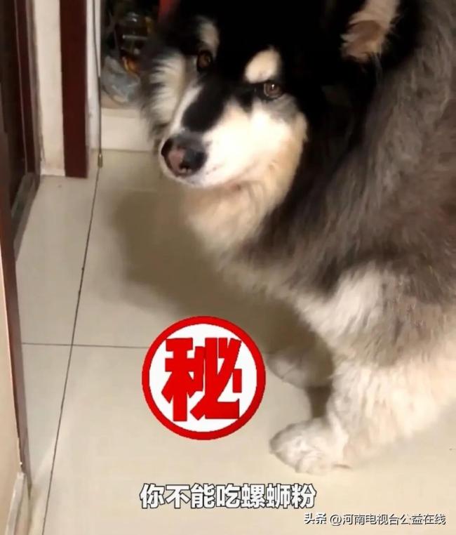 女子吃螺蛳粉把狗狗熏吐 爸爸警告：自己和狗在家时不能吃