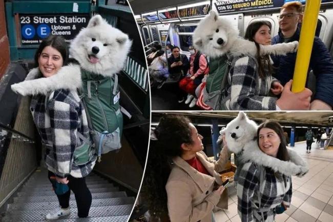 纽约女子背着近50斤萨摩耶乘地铁 走红网络 网友：萌翻啦