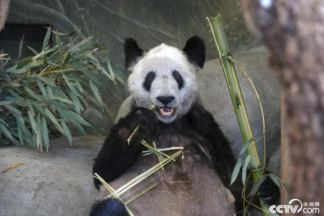 美国孟菲斯动物园为大熊猫“丫丫”办告别派对