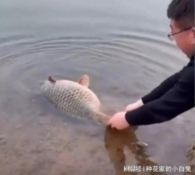 男子放生30斤怀孕大鱼 随后一句“走吧”感动众人！