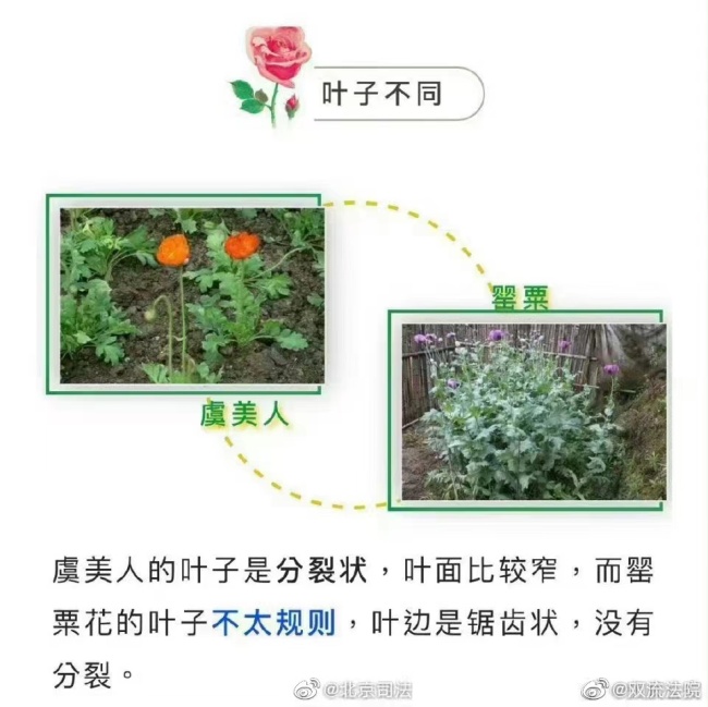 鱼目混珠！男子菜地里种罂粟和虞美人混一起 被依法行政处罚