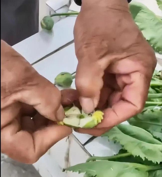 鱼目混珠！男子菜地里种罂粟和虞美人混一起 被依法行政处罚