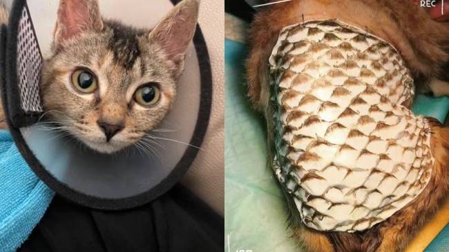 女子花2万为猫移植鱼皮被网暴 本人回应：会尽力救助