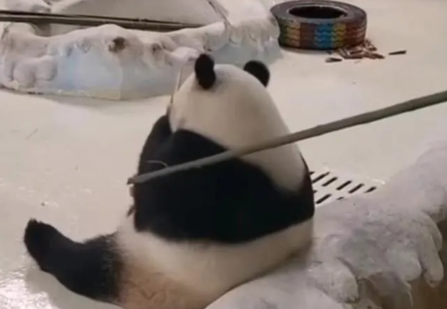 南京一大熊猫被竹竿拍打,园方谈饲养员拍打大熊猫
