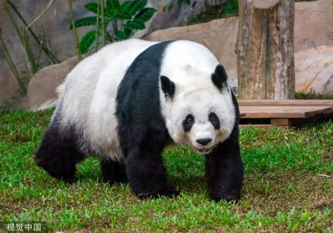 外交部最新回应：中泰将调查熊猫林惠死因！