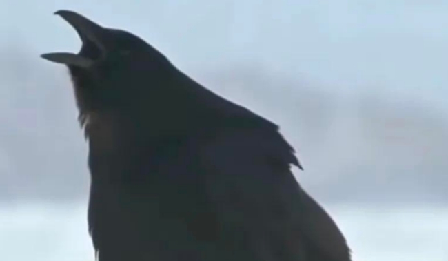日本乌鸦刺身惹争议：生吃怎么能下嘴呢？