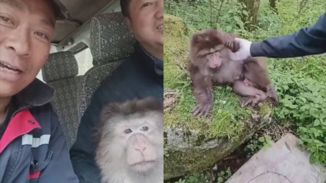 男子上山遇猴子“搭车”