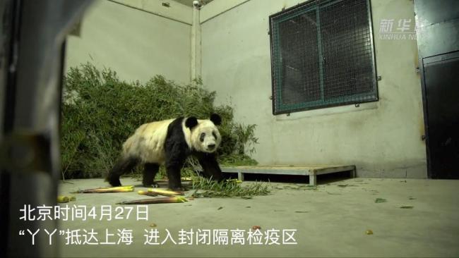 丫丫回国后首次露面：缓缓走向镜头 身边放满竹子