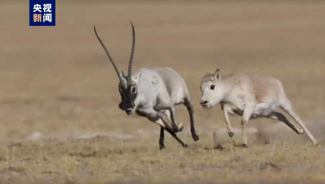 海拔4800米！青海可可西里藏羚羊大迁徙开始啦