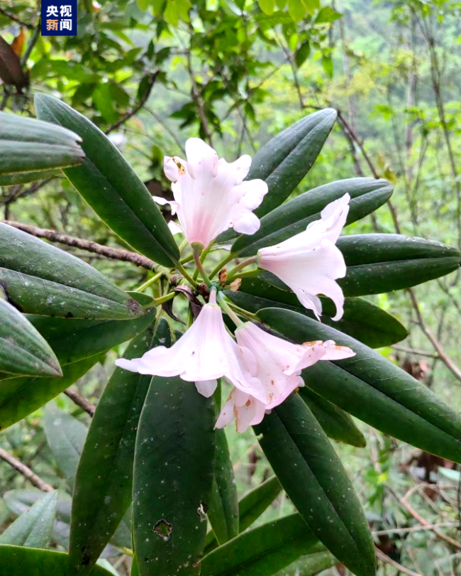广西发现两个野生植物新物种