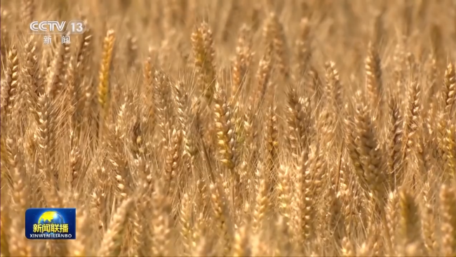 全国春播粮食进度约90% 5月底冬小麦将大面积收获