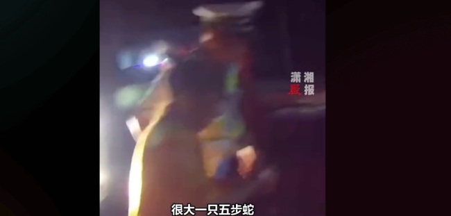 女子摘菜被五步蛇咬