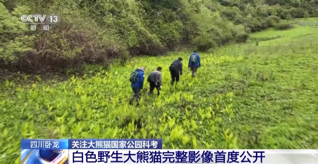 白色大熊猫影像首公开！脱去黑马甲洗掉黑眼圈宛如北极熊的亲兄弟
