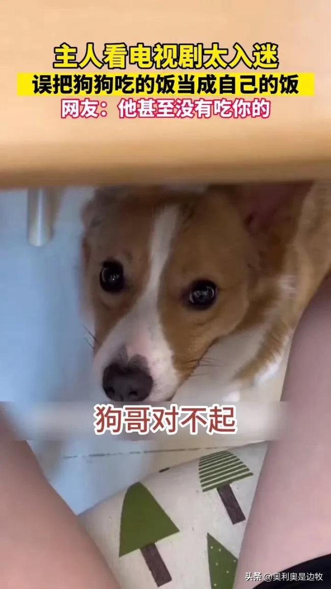 主人误将狗饭当成自己的 吃了一半才发现味道不对