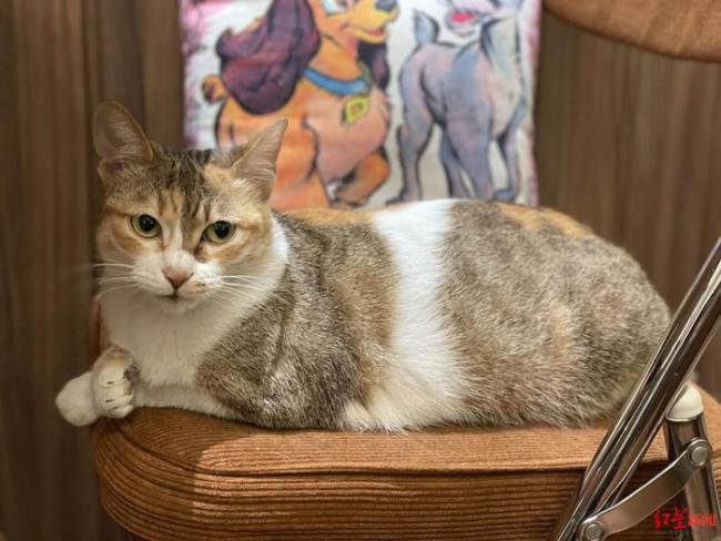 ↑猫受伤前照片。受访者供图