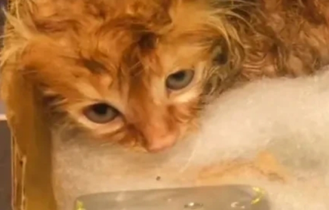 男子暴雨中救回小奶猫：邻居送来奶粉，现在活蹦乱跳