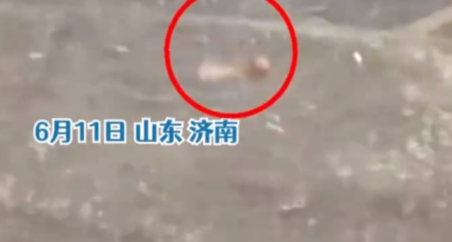男子暴雨中救回小奶猫：邻居送来奶粉，现在活蹦乱跳