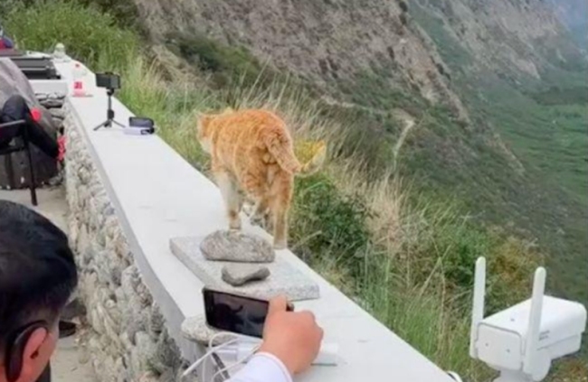 一男子把猫推下山崖