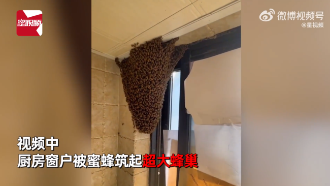 毛骨悚然！浙江一女子家中进蜜蜂 半小时被筑超大蜂巢