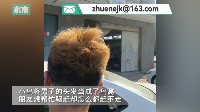 男子头发被小鸟当鸟窝 朋友想帮忙驱赶却怎么都赶不走