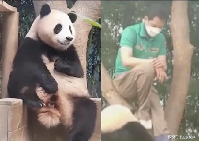 韩媒称“福宝”即将回国 希望福宝回国后能遇到一位待她很好的饲养员!