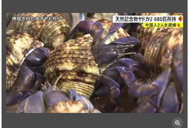 中国夫妇在日本旅游被捕，因为抓了683只寄居蟹