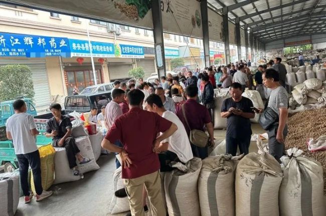 浙江一药农10分钟赚52万 有人开车10多个小时连夜抢货