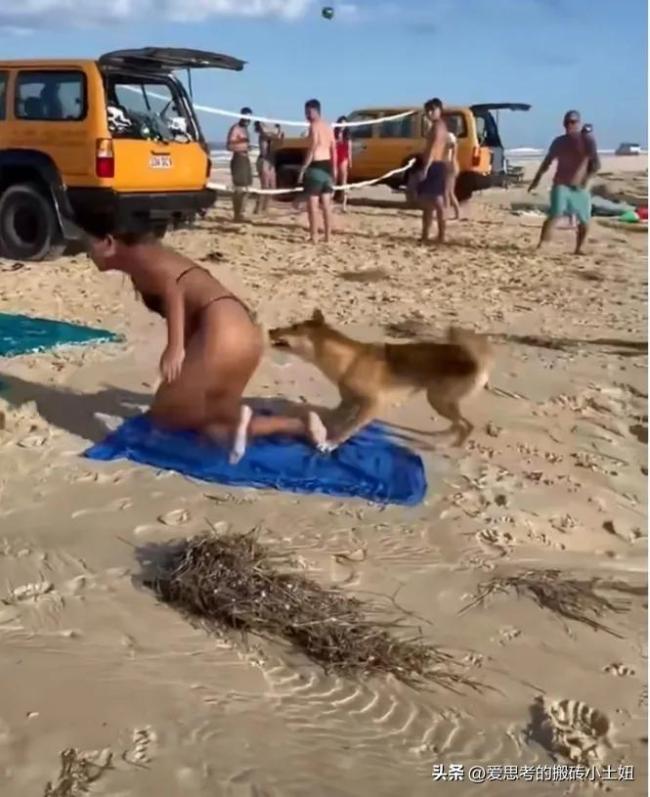女子趴沙滩晒太阳被野狗咬 当地回应：已将其捕获并“安乐死”
