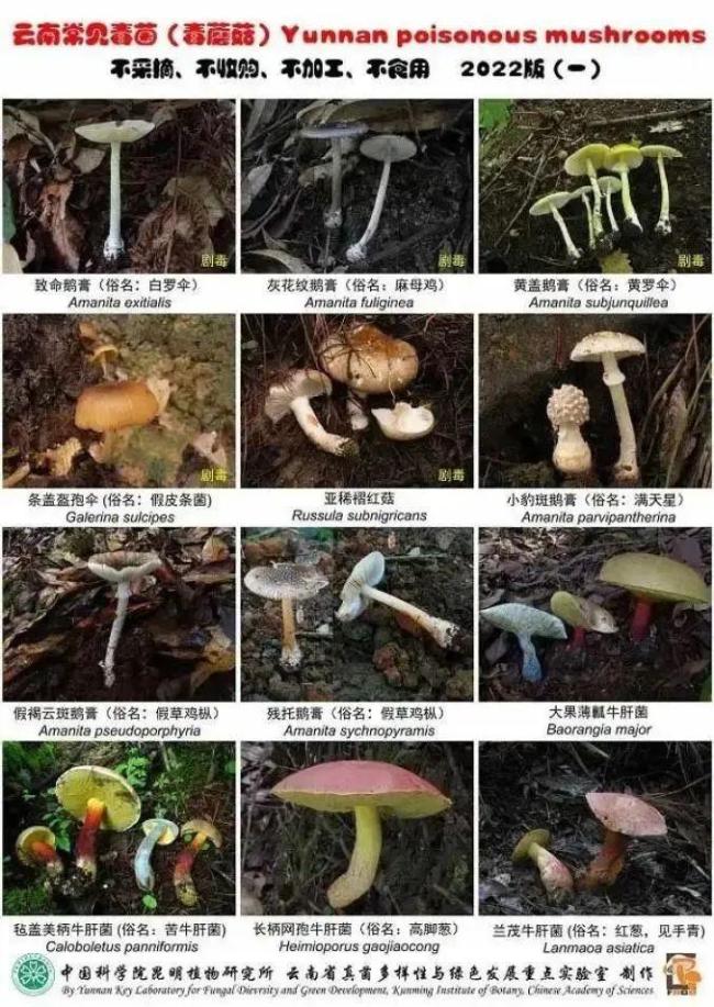 ▲图源:《云南常见毒菌(毒蘑菇)2022版》图版一。中国科学院昆明植物研究所供图