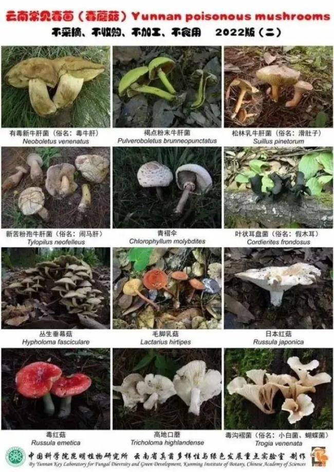 ▲图源:《云南常见毒菌(毒蘑菇)2022版》图版二。中国科学院昆明植物研究所供图