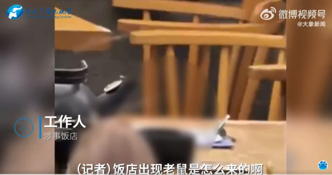 三亚一饭店餐桌上现老鼠 市监局：停业整改，还将收集线索移交综合执法局