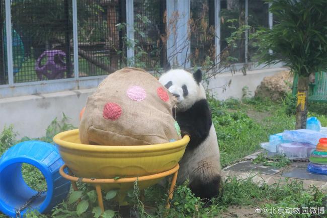 熊猫顶流！萌兰生日北京动物园一大早排起长队 雨中炫饭憨态可掬
