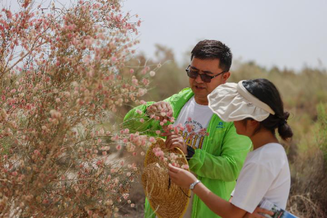 撒哈拉与塔克拉玛干的“绿色对话”