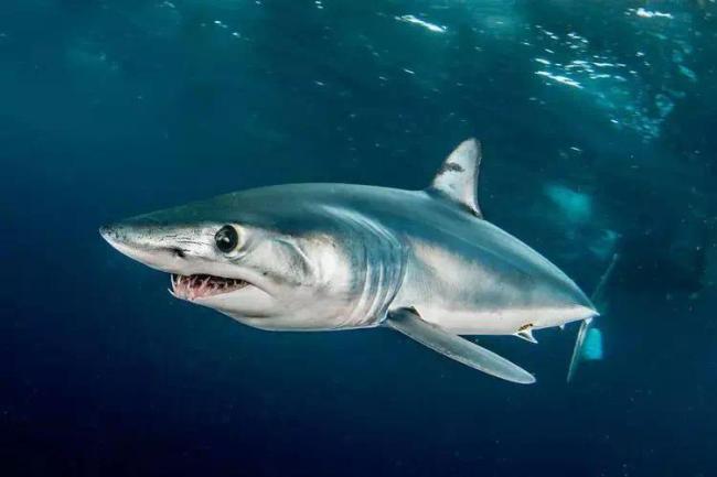 男子游泳被鲨鱼袭击幸有海豚相救 送医后被缝了300多针