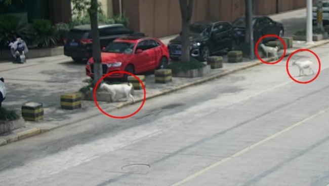 小羊出走找到时已上餐桌