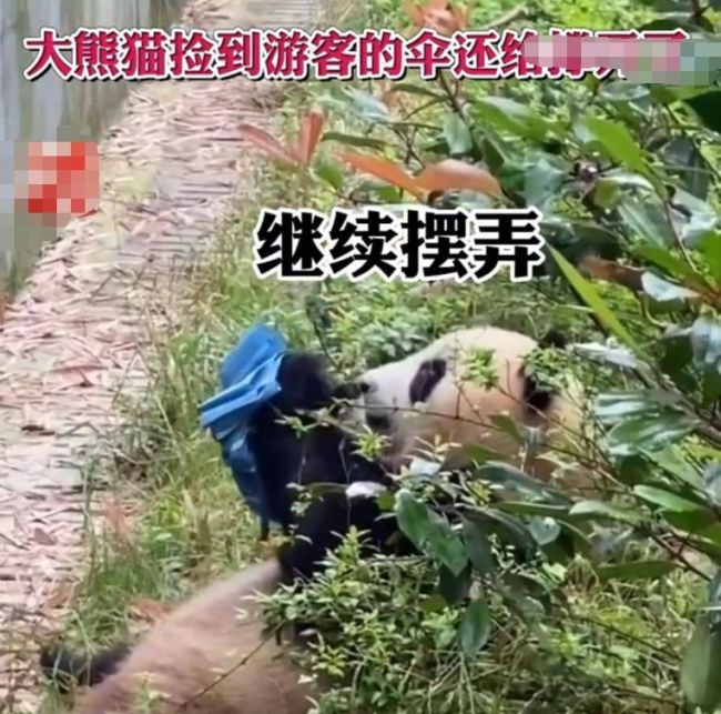 大熊猫撑开了游客掉落的伞 熊猫：哦莫，新鲜的大笋笋吗？