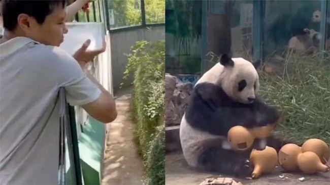 熊猫不愿回屋急坏饲养员：祖宗回去吧，行吗？”
