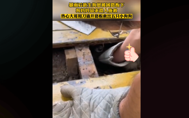 男子救出5只被困狗崽