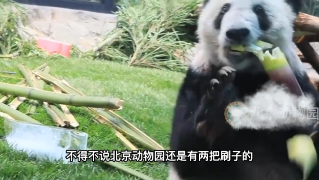 丫丫大口吃冰镇竹笋