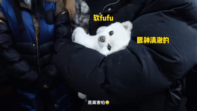《曾少年》的花絮:关晓彤的狗不让张一山摸