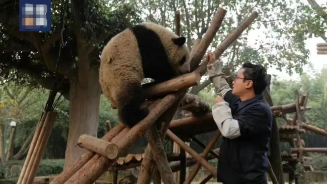 网红熊猫饲养员“发箍奶爸”被曝出轨 致粉丝怀孕后神隐