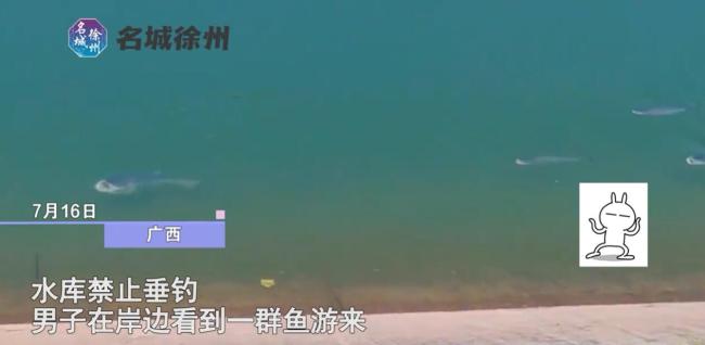 男子在禁钓区看到一群鱼，在水边来回游张大嘴挑衅：想钓不能钓